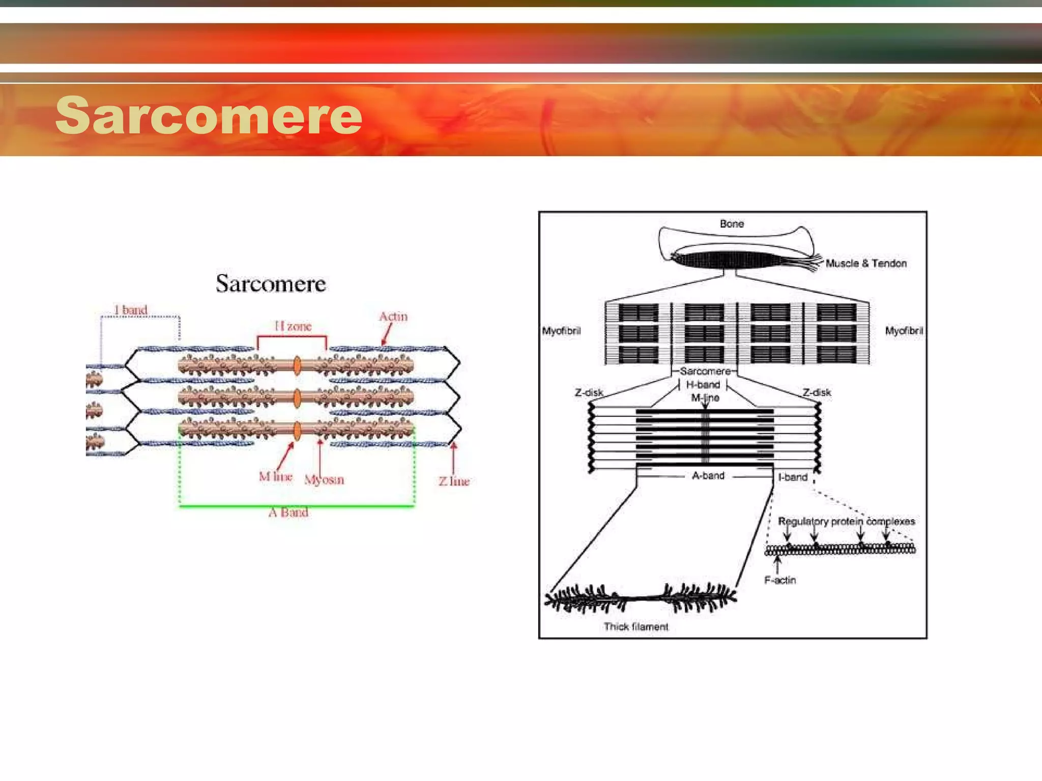 Sarcomere 