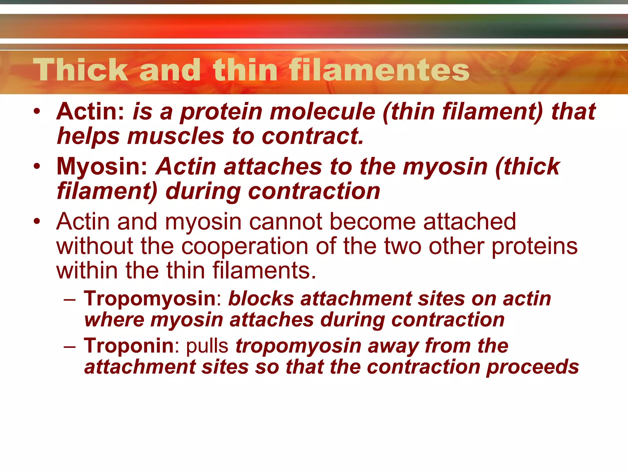 Thick and thin filamentes Actin:  is a protein molecule (thin filament) that helps muscles to contract. Myosin:  Actin attaches to the myosin (thick filament) during contraction Actin and myosin cannot become attached without the cooperation of the two other proteins within the thin filaments. Tropomyosin :  blocks attachment sites on actin where myosin attaches during contraction Troponin : pulls  tropomyosin away from the attachment sites so that the contraction proceeds 