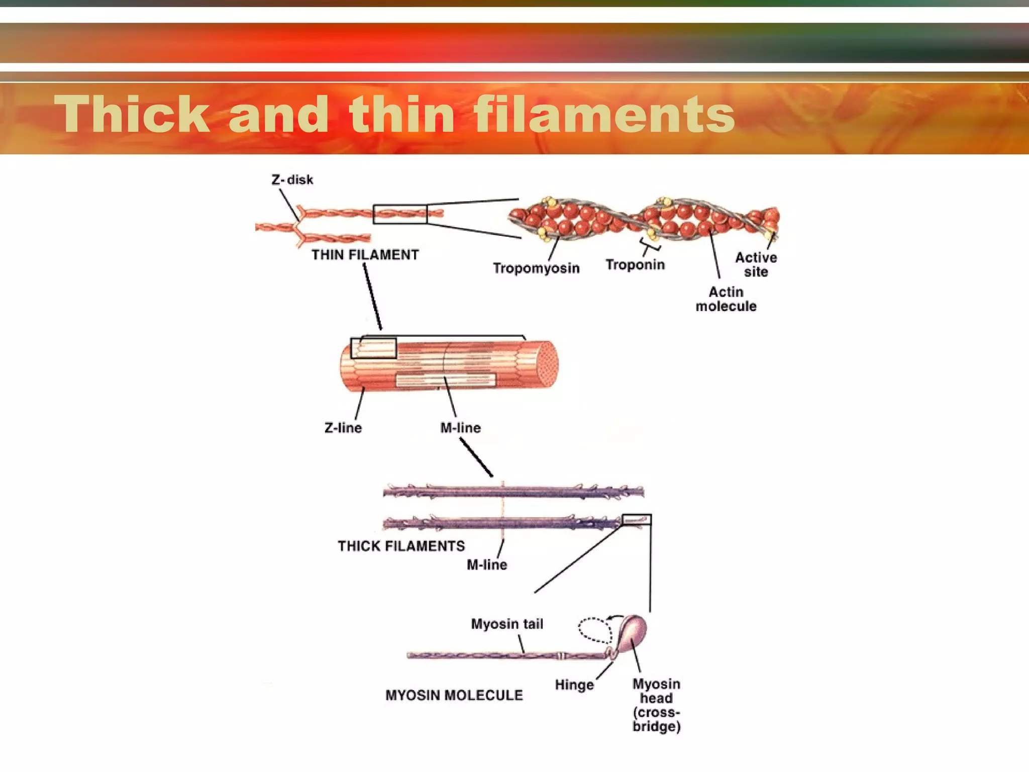 Thick and thin filaments 