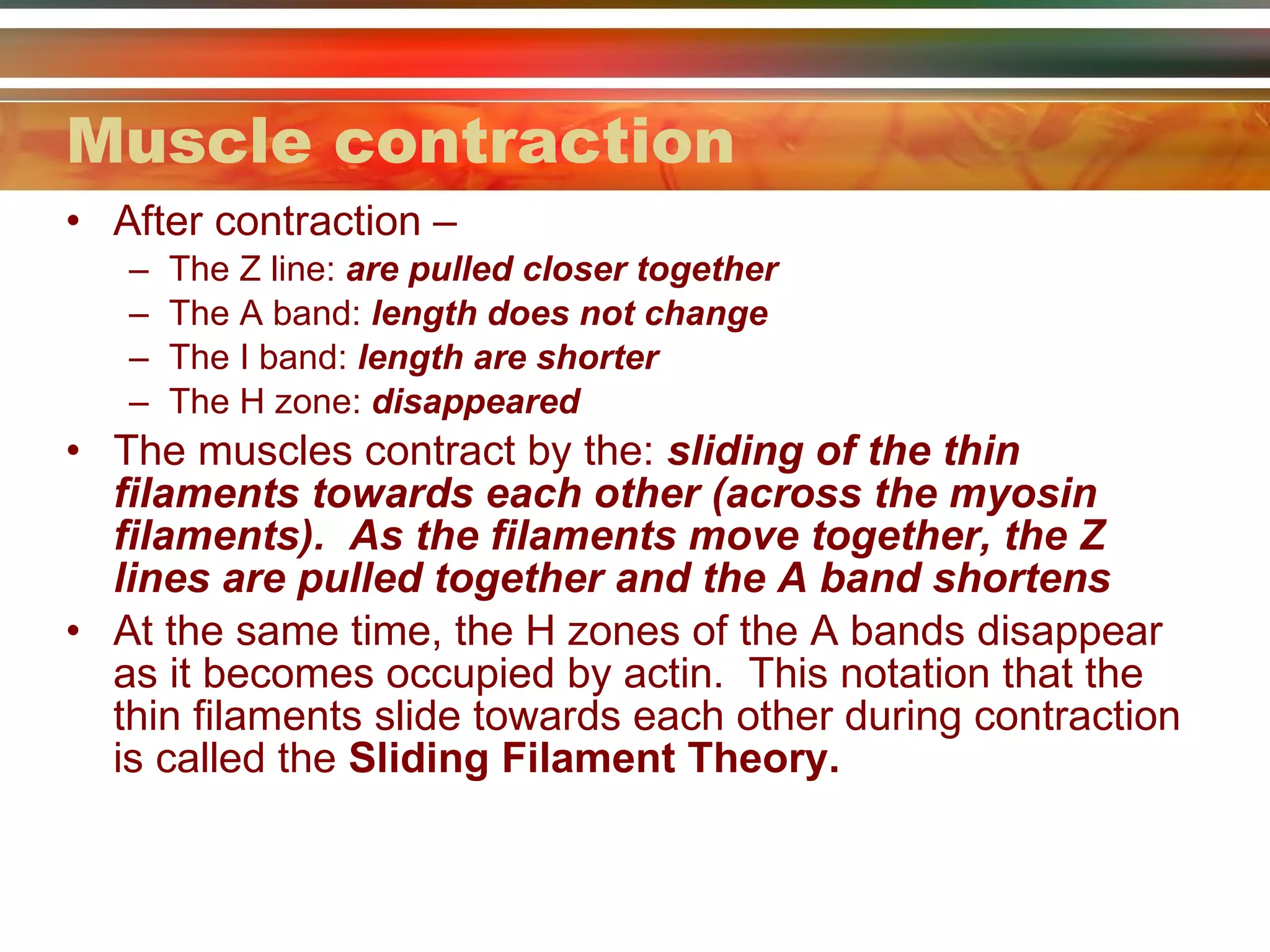 Muscle contraction After contraction –  The Z line:  are pulled closer together The A band:  length does not change The I band:  length are shorter The H zone:  disappeared  The muscles contract by the:  sliding of the thin filaments towards each other (across the myosin filaments).  As the filaments move together, the Z lines are pulled together and the A band shortens At the same time, the H zones of the A bands disappear as it becomes occupied by actin.  This notation that the thin filaments slide towards each other during contraction is called the  Sliding Filament Theory. 