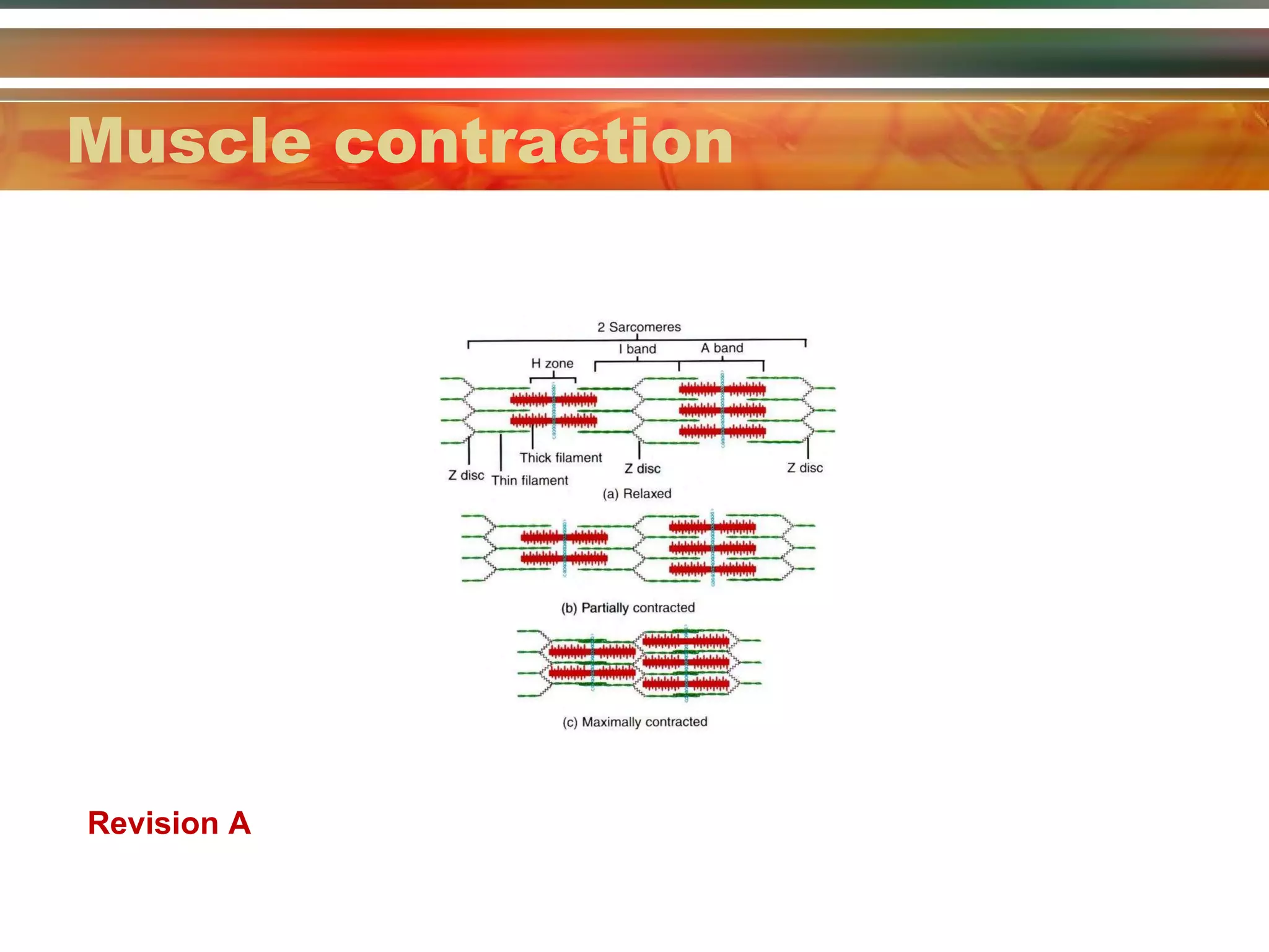 Muscle contraction Revision A 