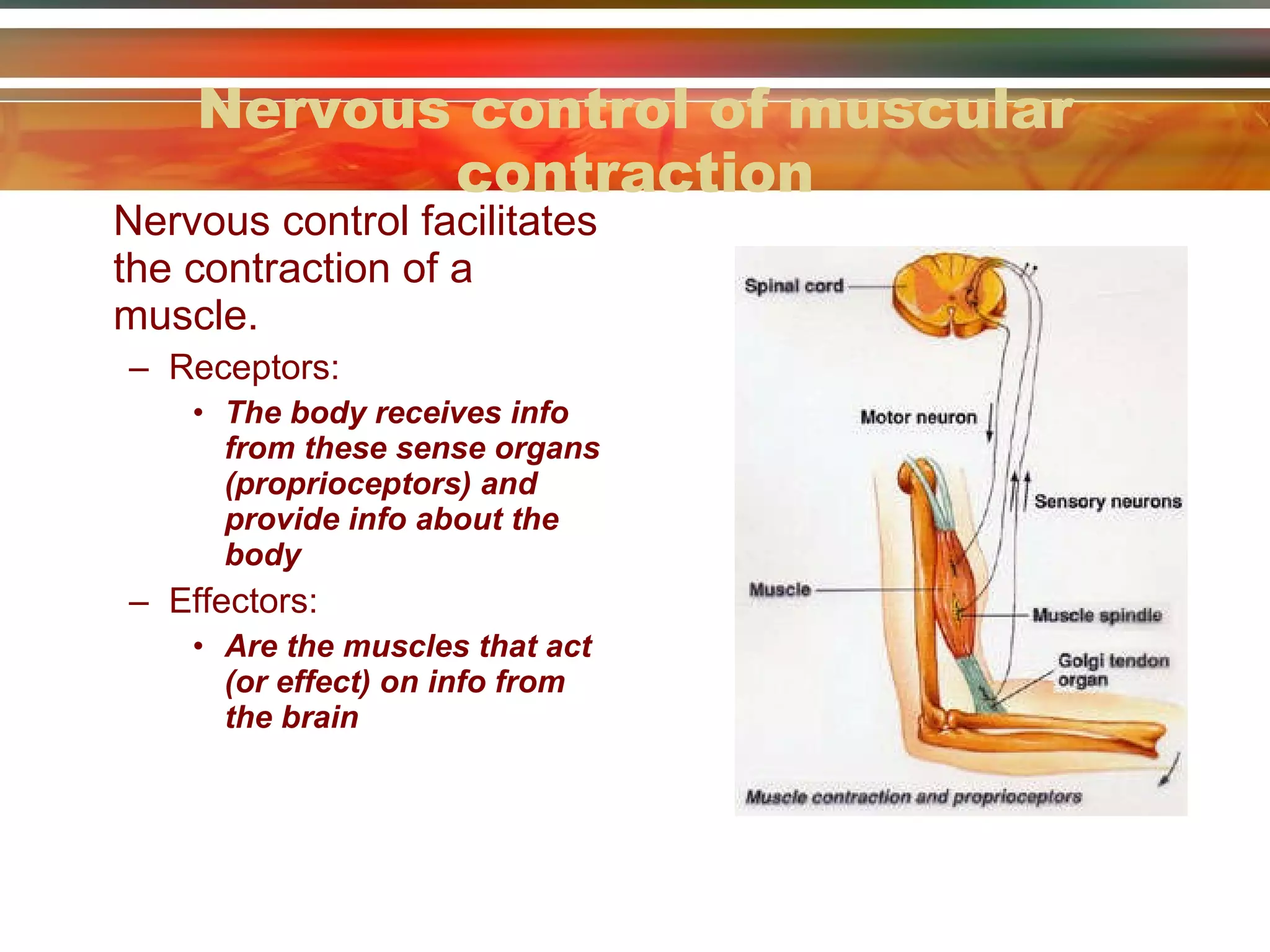 Nervous control of muscular contraction Nervous control facilitates the contraction of a muscle. Receptors: The body receives info from these sense organs (proprioceptors) and provide info about the body Effectors: Are the muscles that act (or effect) on info from the brain  
