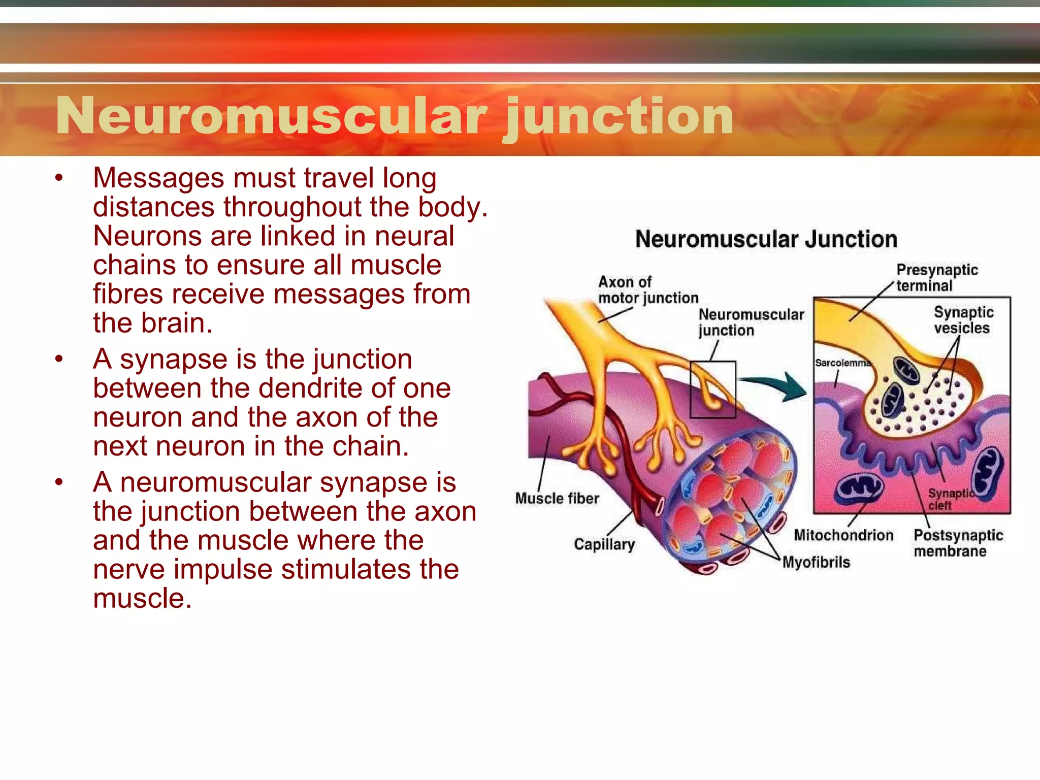 Neuromuscular junction Messages must travel long distances throughout the body.  Neurons are linked in neural chains to ensure all muscle fibres receive messages from the brain. A synapse is the junction between the dendrite of one neuron and the axon of the next neuron in the chain. A neuromuscular synapse is the junction between the axon and the muscle where the nerve impulse stimulates the muscle. 