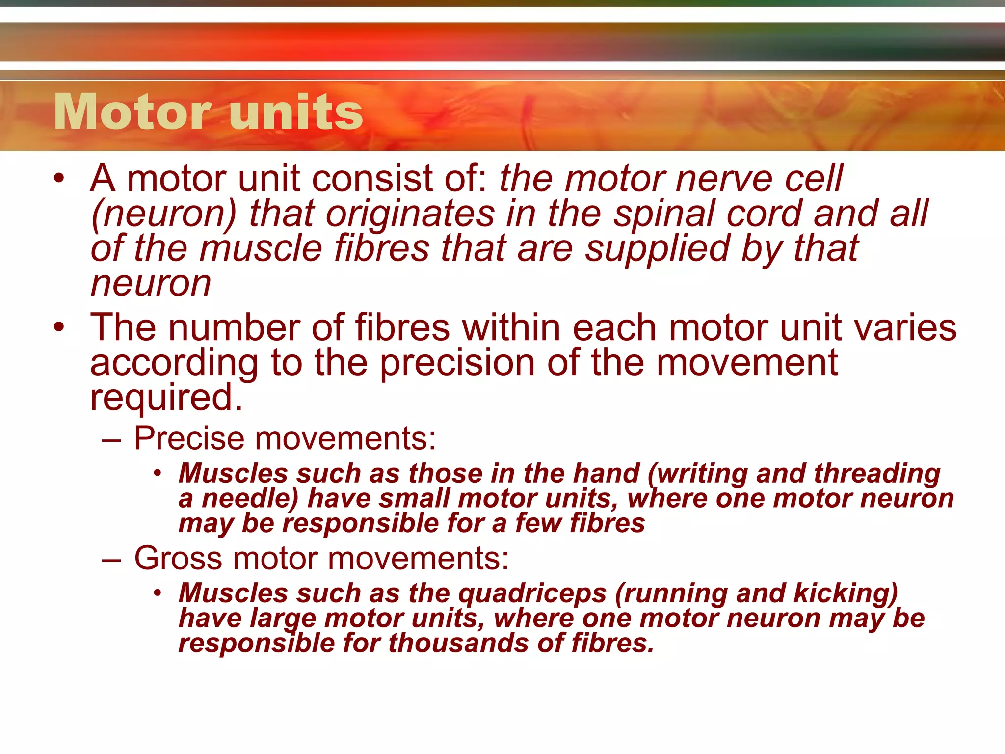 Motor units A motor unit consist of:  the motor nerve cell (neuron) that originates in the spinal cord and all of the muscle fibres that are supplied by that neuron The number of fibres within each motor unit varies according to the precision of the movement required. Precise movements: Muscles such as those in the hand (writing and threading a needle) have small motor units, where one motor neuron may be responsible for a few fibres Gross motor movements: Muscles such as the quadriceps (running and kicking) have large motor units, where one motor neuron may be responsible for thousands of fibres. 