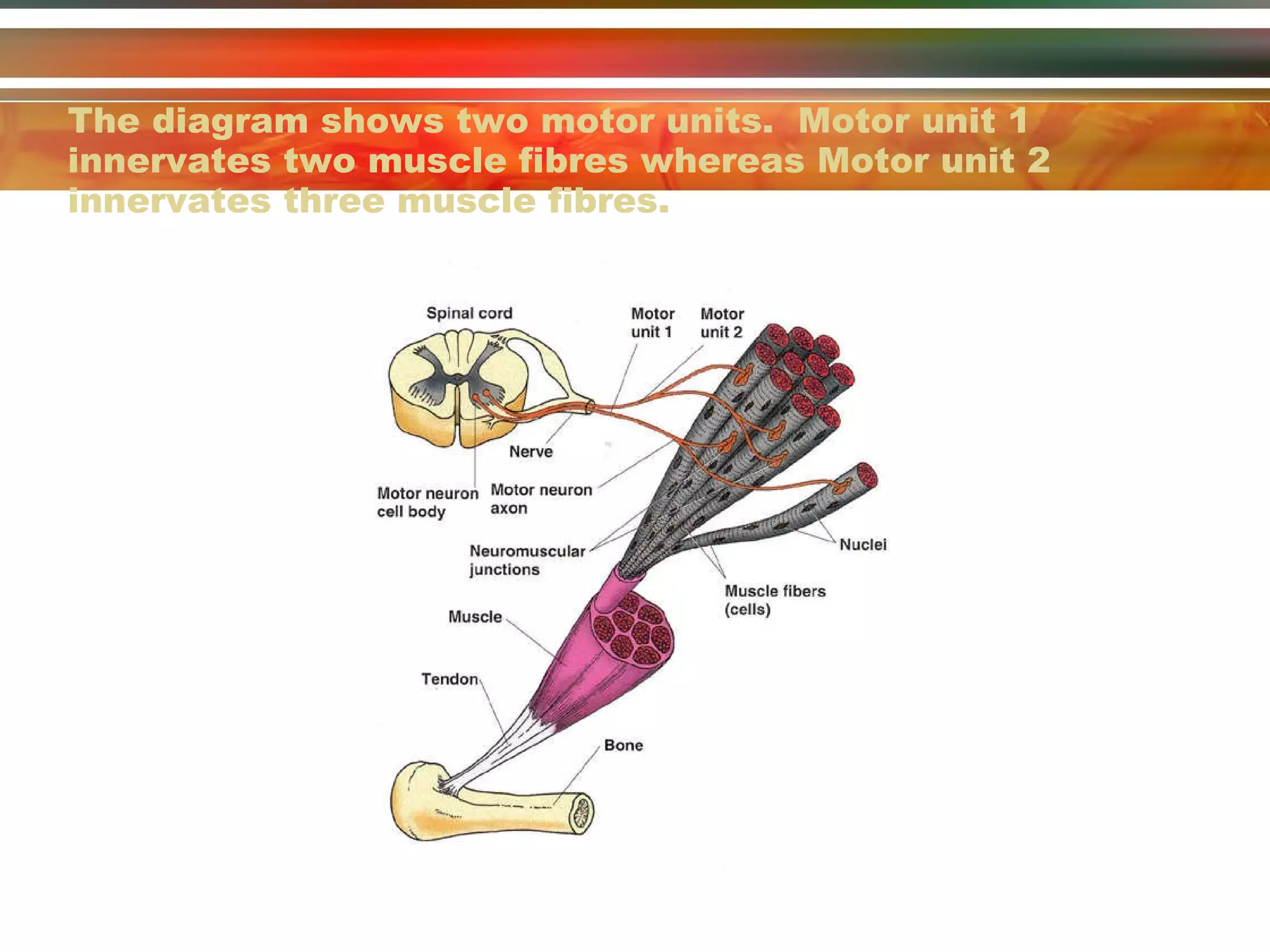 The diagram shows two motor units.  Motor unit 1 innervates two muscle fibres whereas Motor unit 2 innervates three muscle fibres. 