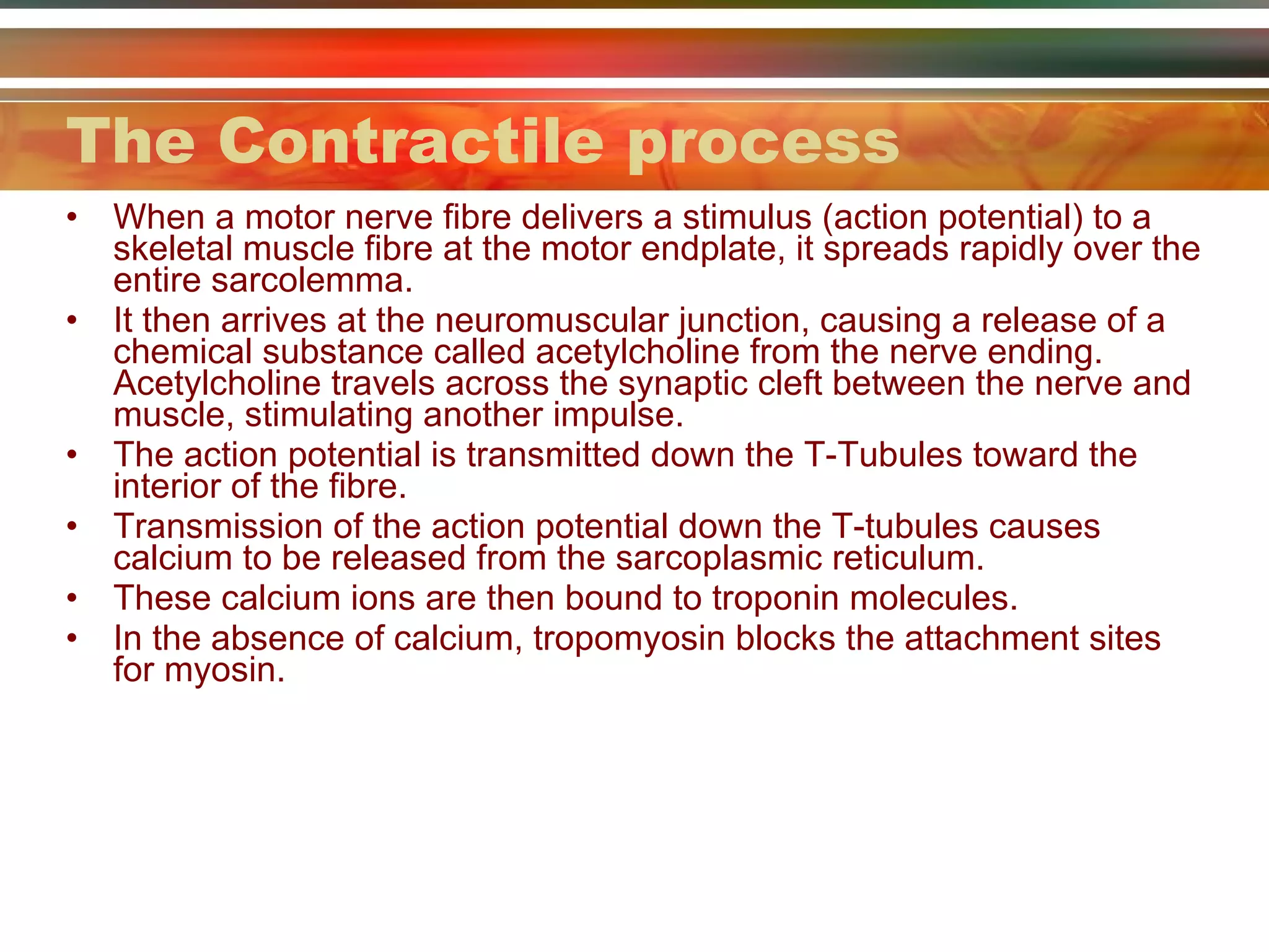 The Contractile process  When a motor nerve fibre delivers a stimulus (action potential) to a skeletal muscle fibre at the motor endplate, it spreads rapidly over the entire sarcolemma. It then arrives at the neuromuscular junction, causing a release of a chemical substance called acetylcholine from the nerve ending.  Acetylcholine travels across the synaptic cleft between the nerve and muscle, stimulating another impulse. The action potential is transmitted down the T-Tubules toward the interior of the fibre. Transmission of the action potential down the T-tubules causes calcium to be released from the sarcoplasmic reticulum. These calcium ions are then bound to troponin molecules. In the absence of calcium, tropomyosin blocks the attachment sites for myosin. 