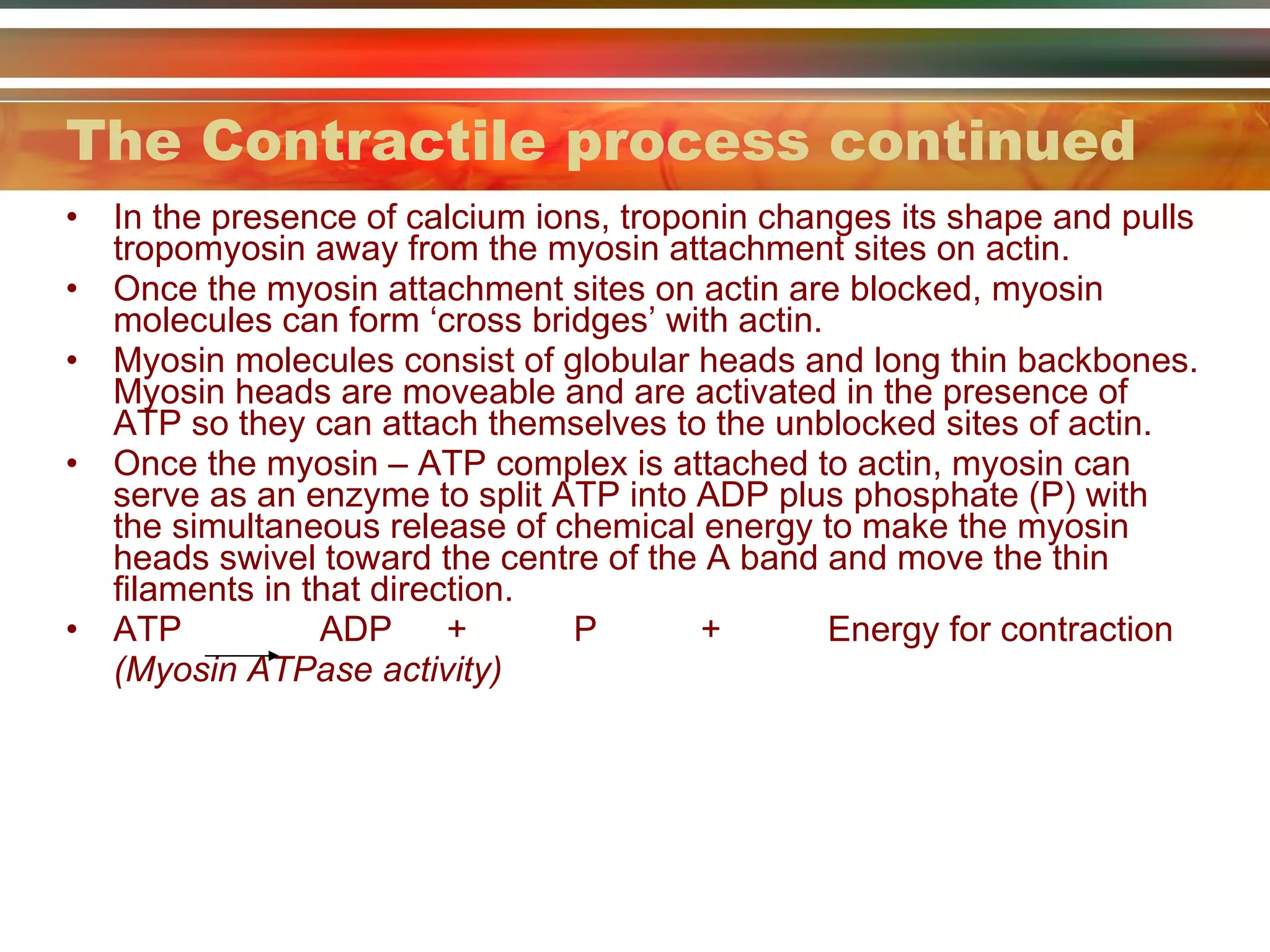 The Contractile process continued In the presence of calcium ions, troponin changes its shape and pulls tropomyosin away from the myosin attachment sites on actin. Once the myosin attachment sites on actin are blocked, myosin molecules can form ‘cross bridges’ with actin. Myosin molecules consist of globular heads and long thin backbones. Myosin heads are moveable and are activated in the presence of ATP so they can attach themselves to the unblocked sites of actin. Once the myosin – ATP complex is attached to actin, myosin can serve as an enzyme to split ATP into ADP plus phosphate (P) with the simultaneous release of chemical energy to make the myosin heads swivel toward the centre of the A band and move the thin filaments in that direction. ATP ADP  + P + Energy for contraction (Myosin ATPase activity) 