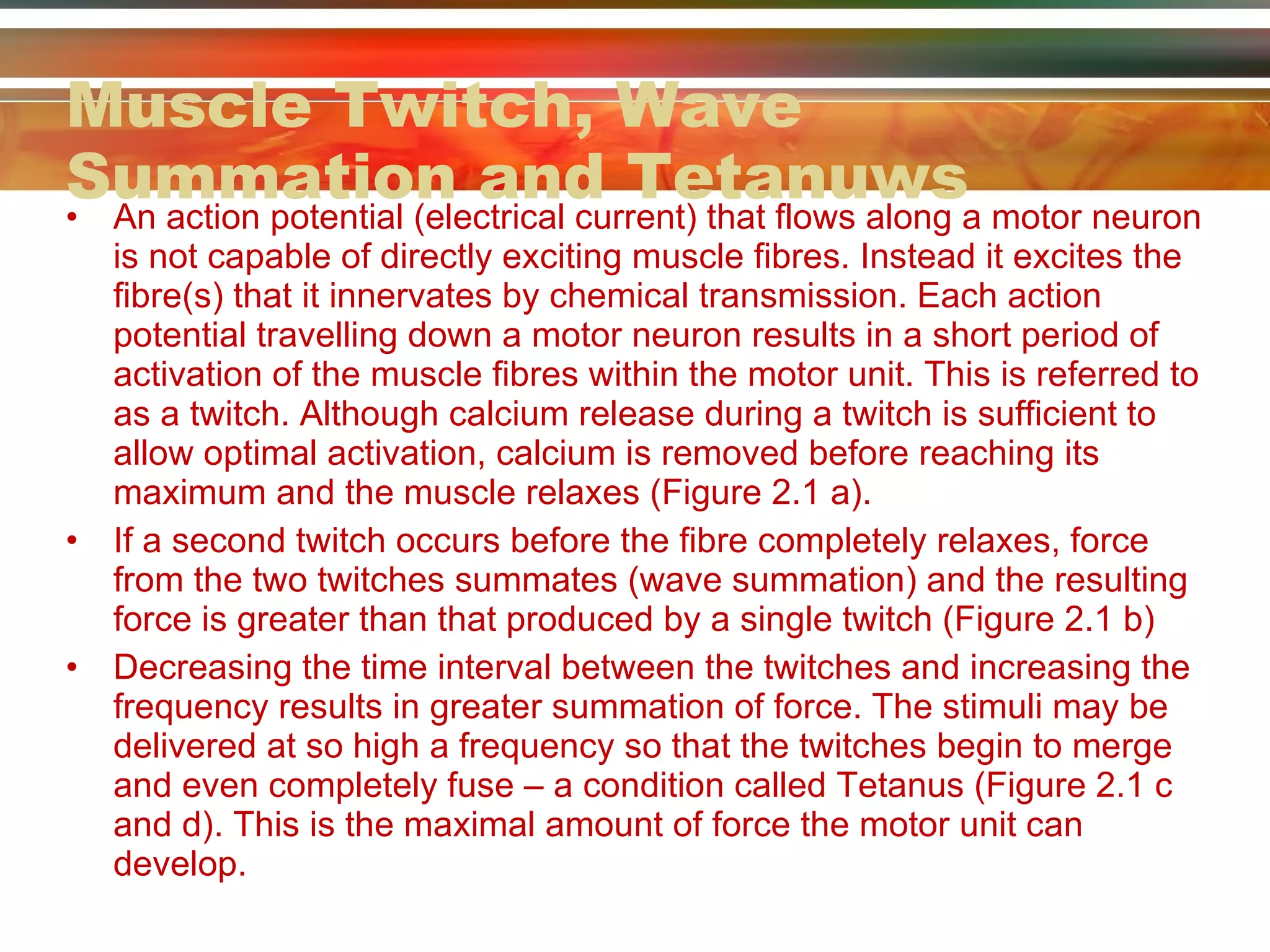 Muscle Twitch, Wave Summation and Tetanuws  An action potential (electrical current) that flows along a motor neuron is not capable of directly exciting muscle fibres. Instead it excites the fibre(s) that it innervates by chemical transmission. Each action potential travelling down a motor neuron results in a short period of activation of the muscle fibres within the motor unit. This is referred to as a twitch. Although calcium release during a twitch is sufficient to allow optimal activation, calcium is removed before reaching its maximum and the muscle relaxes (Figure 2.1 a). If a second twitch occurs before the fibre completely relaxes, force from the two twitches summates (wave summation) and the resulting force is greater than that produced by a single twitch (Figure 2.1 b) Decreasing the time interval between the twitches and increasing the frequency results in greater summation of force. The stimuli may be delivered at so high a frequency so that the twitches begin to merge and even completely fuse – a condition called Tetanus (Figure 2.1 c and d). This is the maximal amount of force the motor unit can develop. 