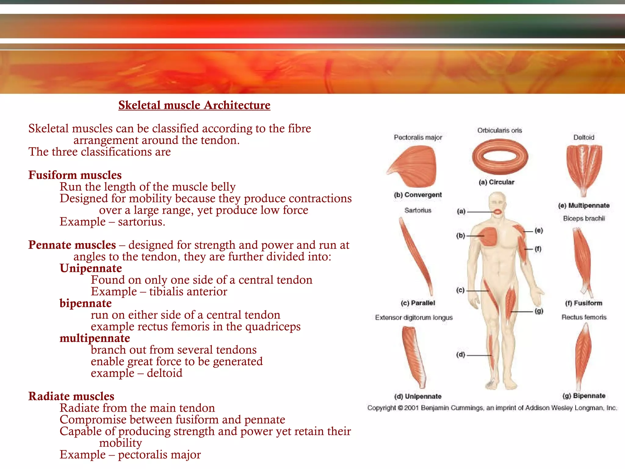 Skeletal muscle Architecture Skeletal muscles can be classified according to the fibre arrangement around the tendon. The three classifications are Fusiform muscles Run the length of the muscle belly Designed for mobility because they produce contractions over a large range, yet produce low force Example – sartorius. Pennate muscles  – designed for strength and power and run at angles to the tendon, they are further divided into:  Unipennate Found on only one side of a central tendon Example – tibialis anterior bipennate  run on either side of a central tendon example rectus femoris in the quadriceps  multipennate branch out from several tendons enable great force to be generated example – deltoid  Radiate muscles Radiate from the main tendon Compromise between fusiform and pennate Capable of producing strength and power yet retain their mobility Example – pectoralis major 