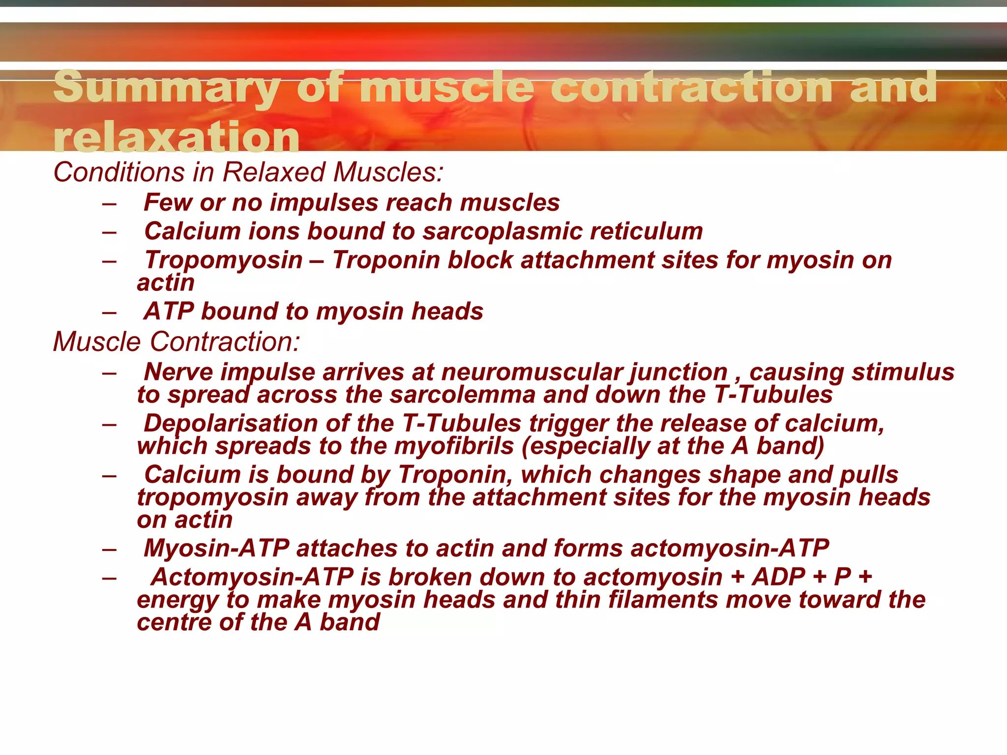 Summary of muscle contraction and relaxation Conditions in Relaxed Muscles: Few or no impulses reach muscles Calcium ions bound to sarcoplasmic reticulum Tropomyosin – Troponin block attachment sites for myosin on actin ATP bound to myosin heads Muscle Contraction: Nerve impulse arrives at neuromuscular junction , causing stimulus to spread across the sarcolemma and down the T-Tubules Depolarisation of the T-Tubules trigger the release of calcium, which spreads to the myofibrils (especially at the A band) Calcium is bound by Troponin, which changes shape and pulls tropomyosin away from the attachment sites for the myosin heads on actin Myosin-ATP attaches to actin and forms actomyosin-ATP Actomyosin-ATP is broken down to actomyosin + ADP + P + energy to make myosin heads and thin filaments move toward the centre of the A band 