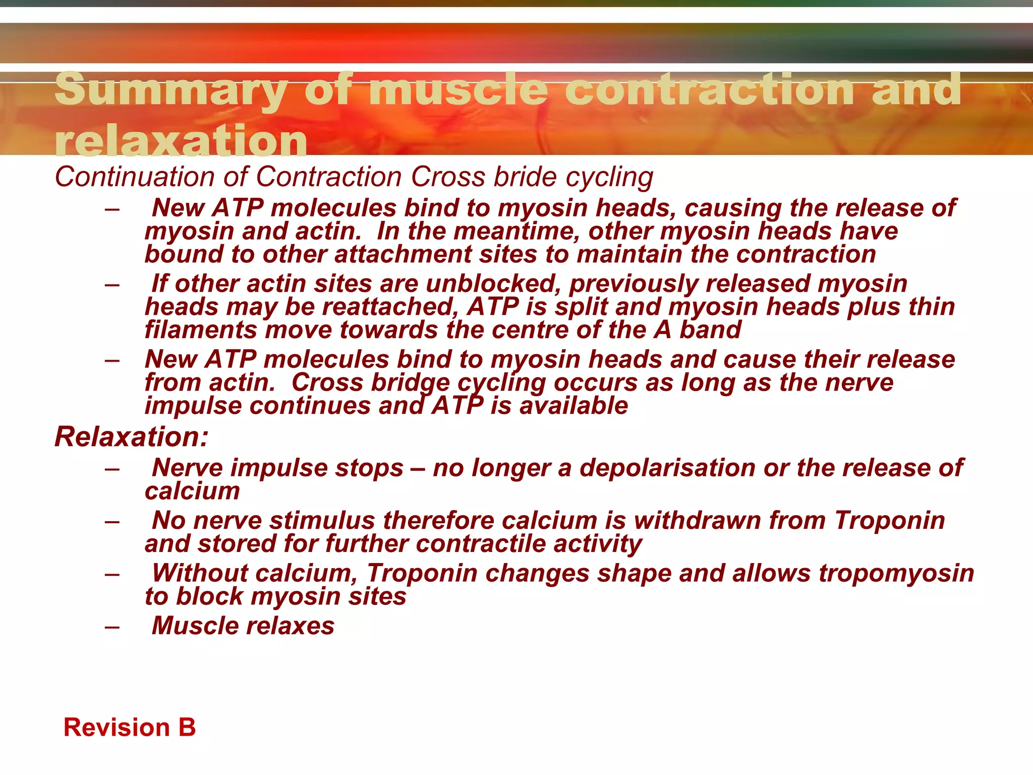 Summary of muscle contraction and relaxation Continuation of Contraction Cross bride cycling New ATP molecules bind to myosin heads, causing the release of myosin and actin.  In the meantime, other myosin heads have bound to other attachment sites to maintain the contraction If other actin sites are unblocked, previously released myosin heads may be reattached, ATP is split and myosin heads plus thin filaments move towards the centre of the A band New ATP molecules bind to myosin heads and cause their release from actin.  Cross bridge cycling occurs as long as the nerve impulse continues and ATP is available Relaxation: Nerve impulse stops – no longer a depolarisation or the release of calcium No nerve stimulus therefore calcium is withdrawn from Troponin and stored for further contractile activity Without calcium, Troponin changes shape and allows tropomyosin to block myosin sites Muscle relaxes Revision B 