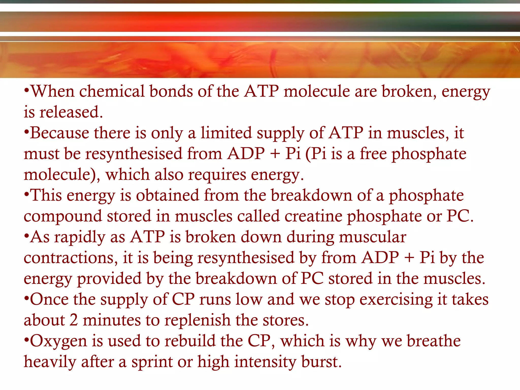 When chemical bonds of the ATP molecule are broken, energy is released.  Because there is only a limited supply of ATP in muscles, it must be resynthesised from ADP + Pi (Pi is a free phosphate molecule), which also requires energy.  This energy is obtained from the breakdown of a phosphate compound stored in muscles called creatine phosphate or PC.  As rapidly as ATP is broken down during muscular contractions, it is being resynthesised by from ADP + Pi by the energy provided by the breakdown of PC stored in the muscles.  Once the supply of CP runs low and we stop exercising it takes about 2 minutes to replenish the stores.  Oxygen is used to rebuild the CP, which is why we breathe heavily after a sprint or high intensity burst. 