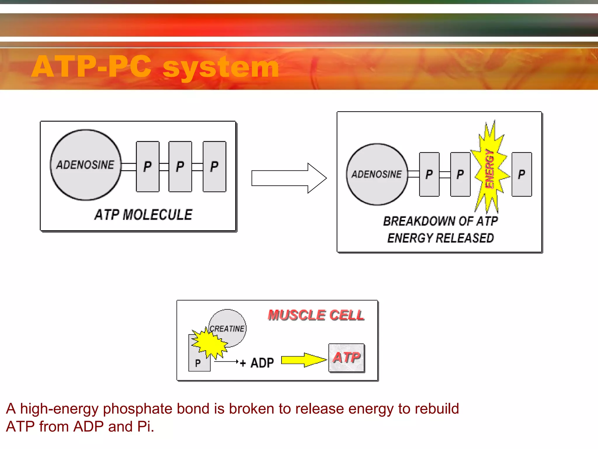 ATP-PC system A high-energy phosphate bond is broken to release energy to rebuild  ATP from ADP and Pi. 