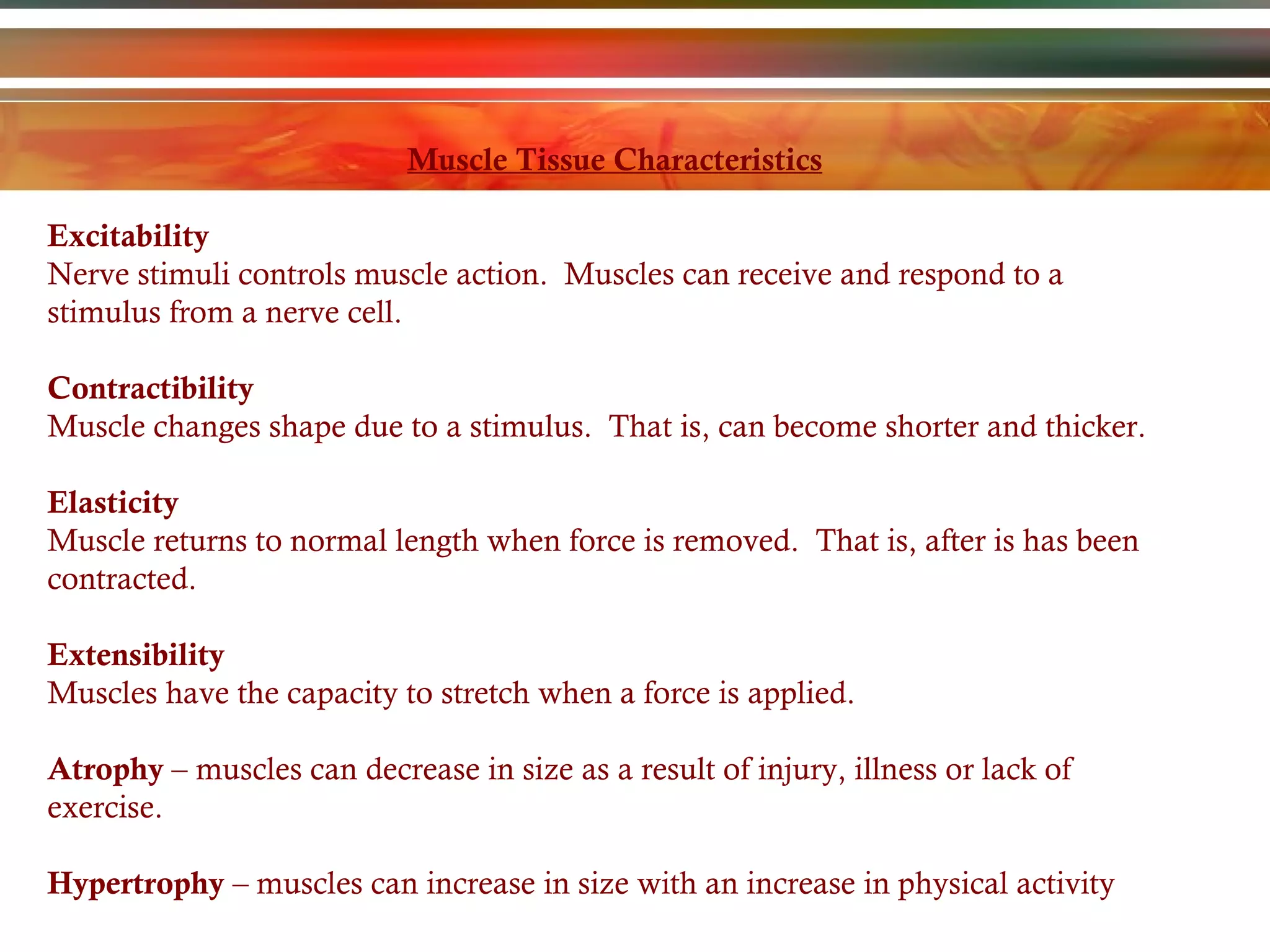 Muscle Tissue Characteristics Excitability Nerve stimuli controls muscle action.  Muscles can receive and respond to a stimulus from a nerve cell. Contractibility Muscle changes shape due to a stimulus.  That is, can become shorter and thicker. Elasticity Muscle returns to normal length when force is removed.  That is, after is has been contracted. Extensibility Muscles have the capacity to stretch when a force is applied. Atrophy  – muscles can decrease in size as a result of injury, illness or lack of exercise. Hypertrophy  – muscles can increase in size with an increase in physical activity 