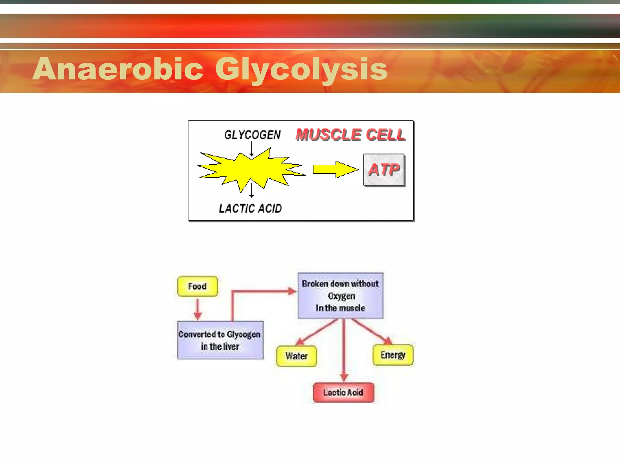 Anaerobic Glycolysis 