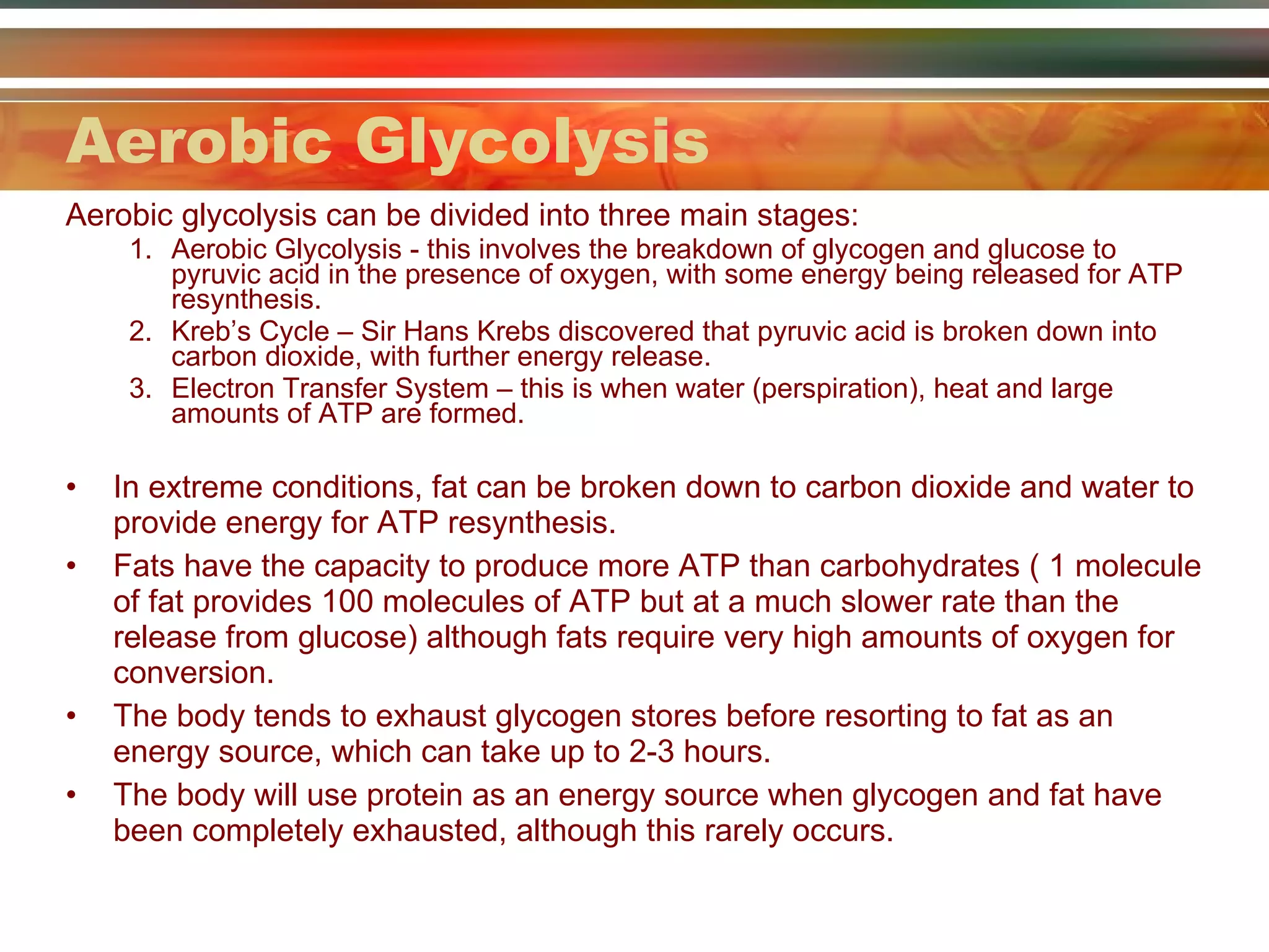 Aerobic Glycolysis Aerobic glycolysis can be divided into three main stages: Aerobic Glycolysis - this involves the breakdown of glycogen and glucose to pyruvic acid in the presence of oxygen, with some energy being released for ATP resynthesis.  Kreb’s Cycle – Sir Hans Krebs discovered that pyruvic acid is broken down into carbon dioxide, with further energy release. Electron Transfer System – this is when water (perspiration), heat and large amounts of ATP are formed.  In extreme conditions, fat can be broken down to carbon dioxide and water to provide energy for ATP resynthesis.  Fats have the capacity to produce more ATP than carbohydrates ( 1 molecule of fat provides 100 molecules of ATP but at a much slower rate than the release from glucose) although fats require very high amounts of oxygen for conversion.  The body tends to exhaust glycogen stores before resorting to fat as an energy source, which can take up to 2-3 hours.  The body will use protein as an energy source when glycogen and fat have been completely exhausted, although this rarely occurs.  