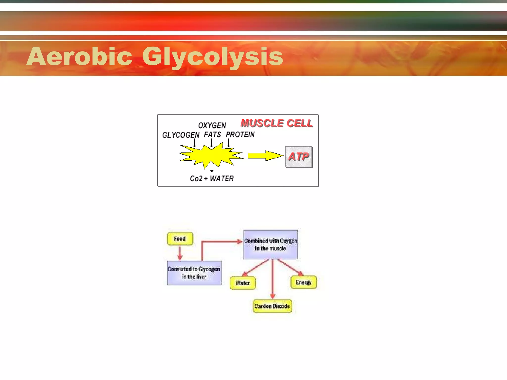 Aerobic Glycolysis 