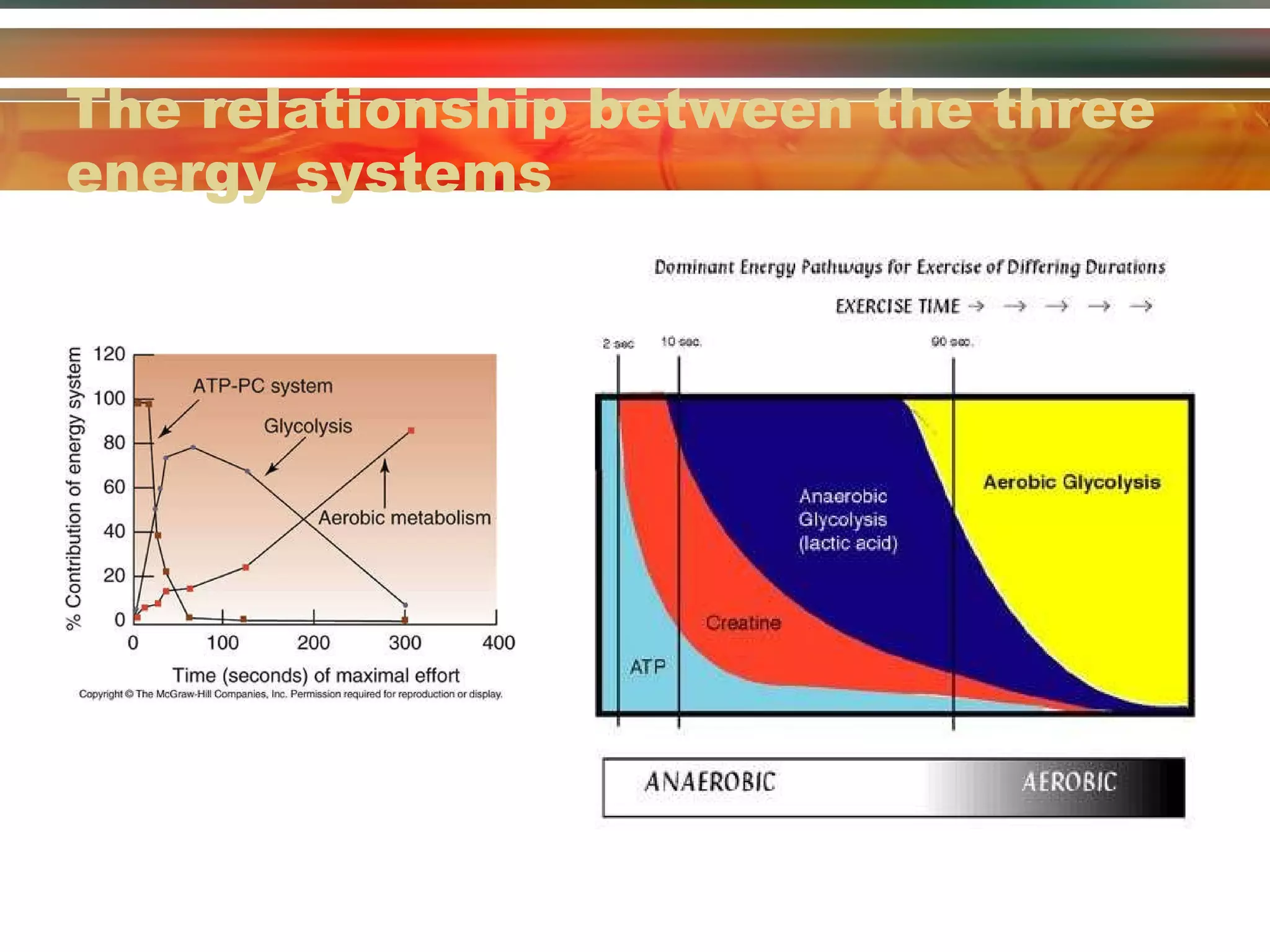 The relationship between the three energy systems 