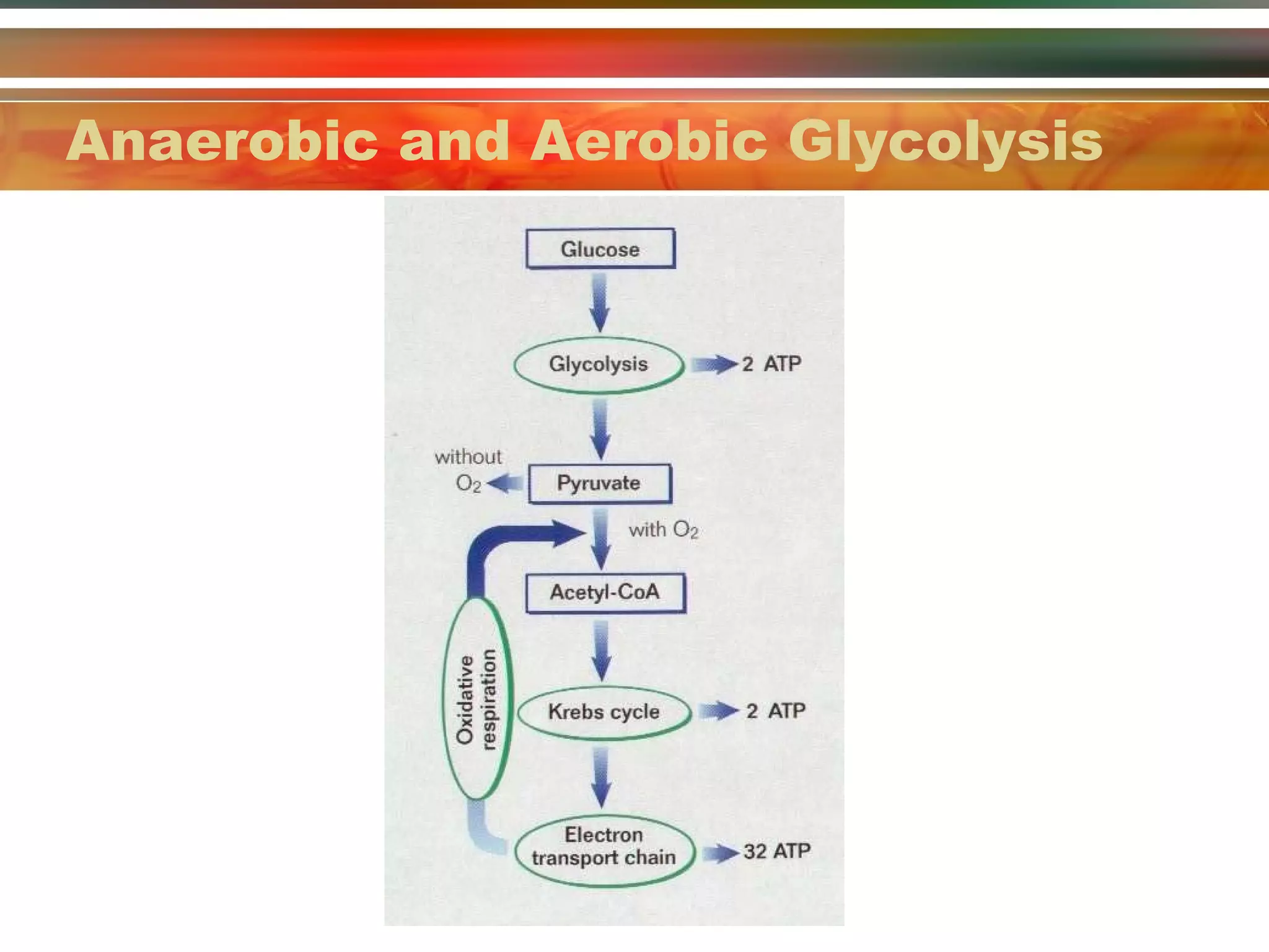Anaerobic and Aerobic Glycolysis 