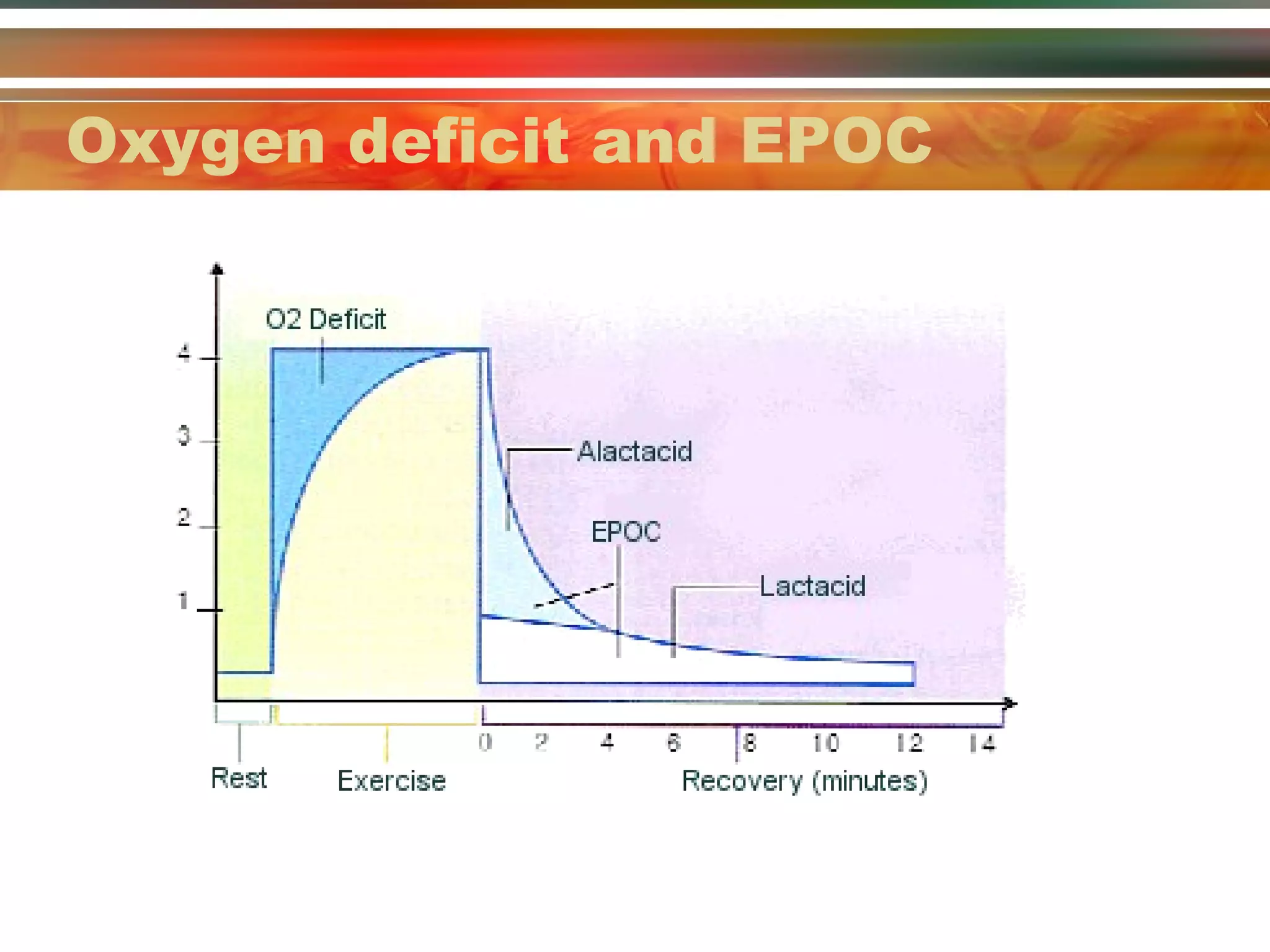 Oxygen deficit and EPOC 