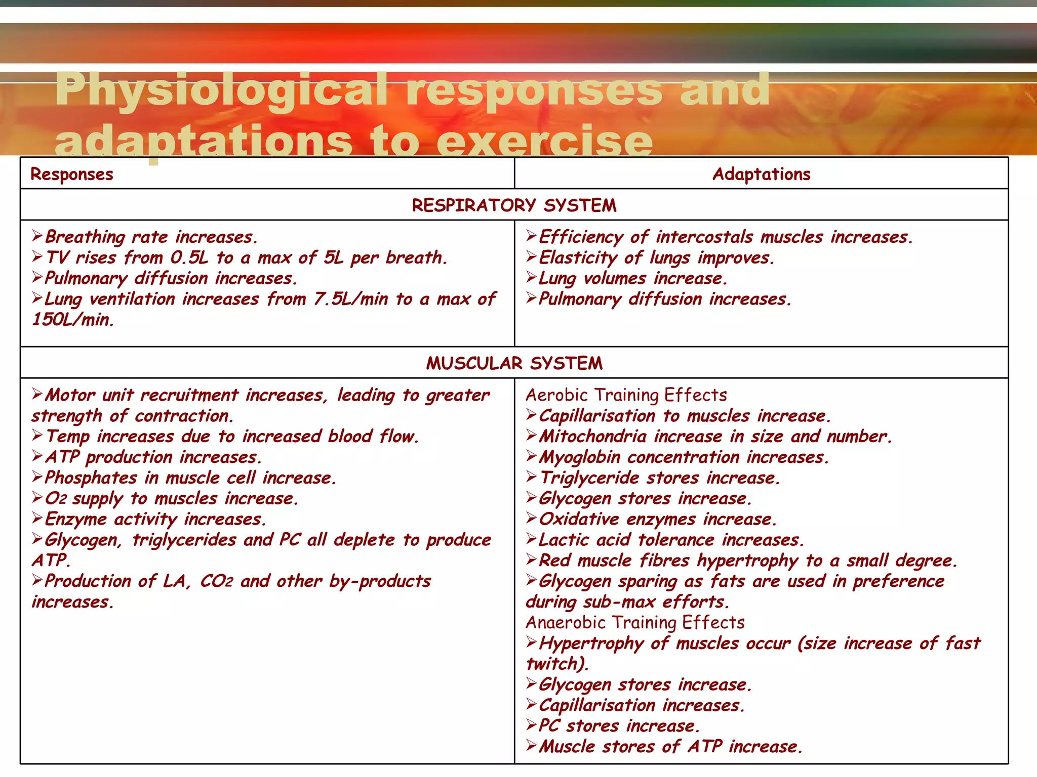 Physiological responses and adaptations to exercise Responses Adaptations RESPIRATORY SYSTEM Breathing rate increases. TV rises from 0.5L to a max of 5L per breath. Pulmonary diffusion increases. Lung ventilation increases from 7.5L/min to a max of 150L/min. Efficiency of intercostals muscles increases. Elasticity of lungs improves. Lung volumes increase. Pulmonary diffusion increases. MUSCULAR SYSTEM Motor unit recruitment increases, leading to greater strength of contraction. Temp increases due to increased blood flow. ATP production increases. Phosphates in muscle cell increase. O 2  supply to muscles increase. Enzyme activity increases. Glycogen, triglycerides and PC all deplete to produce ATP. Production of LA, CO 2  and other by-products increases. Aerobic Training Effects Capillarisation to muscles increase. Mitochondria increase in size and number. Myoglobin concentration increases. Triglyceride stores increase. Glycogen stores increase. Oxidative enzymes increase. Lactic acid tolerance increases. Red muscle fibres hypertrophy to a small degree. Glycogen sparing as fats are used in preference during sub-max efforts. Anaerobic Training Effects Hypertrophy of muscles occur (size increase of fast twitch). Glycogen stores increase. Capillarisation increases. PC stores increase. Muscle stores of ATP increase. 