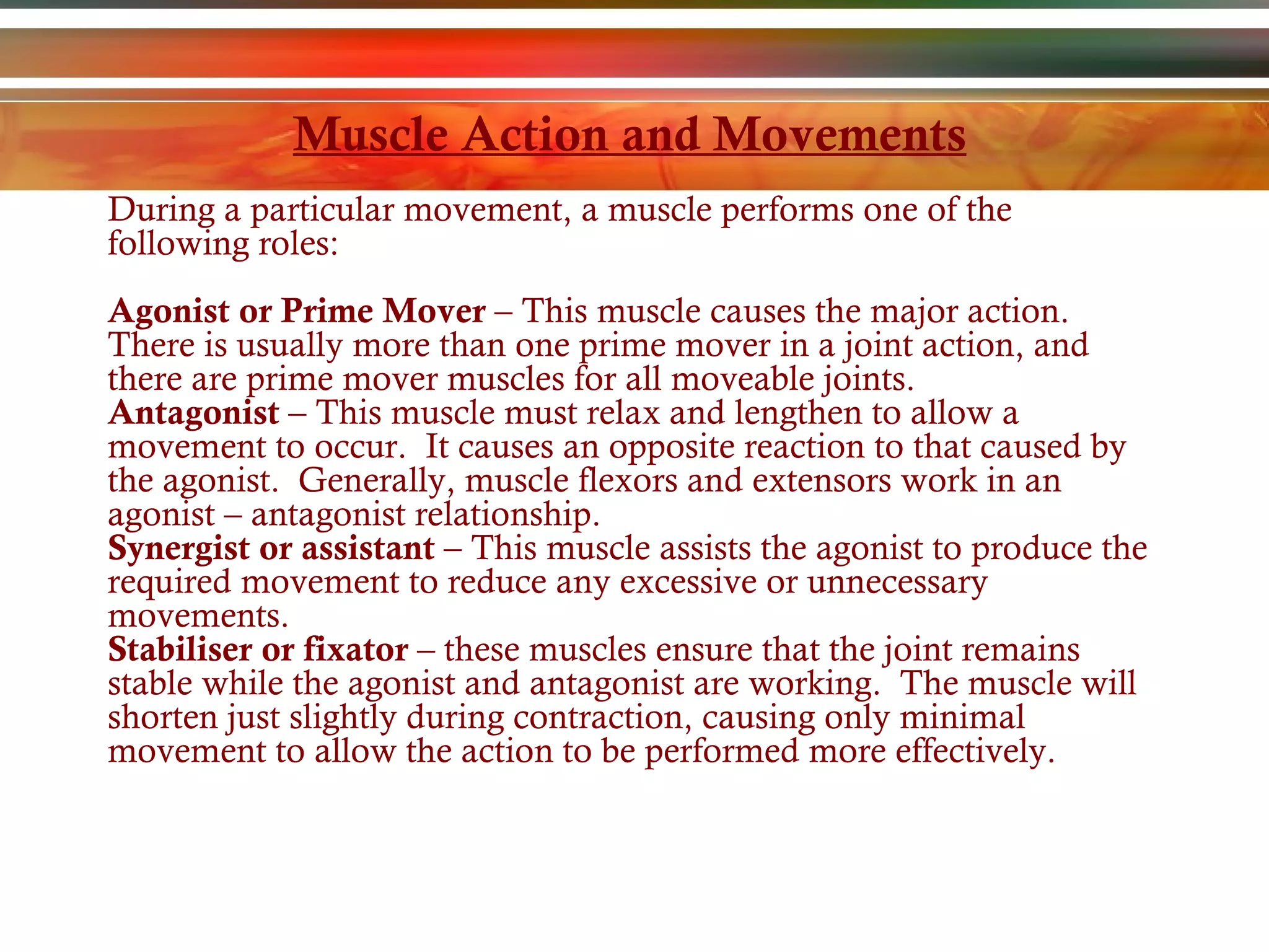 Muscle Action and Movements During a particular movement, a muscle performs one of the following roles: Agonist or Prime Mover  – This muscle causes the major action.  There is usually more than one prime mover in a joint action, and there are prime mover muscles for all moveable joints. Antagonist  – This muscle must relax and lengthen to allow a movement to occur.  It causes an opposite reaction to that caused by the agonist.  Generally, muscle flexors and extensors work in an agonist – antagonist relationship. Synergist or assistant  – This muscle assists the agonist to produce the required movement to reduce any excessive or unnecessary movements. Stabiliser or fixator  – these muscles ensure that the joint remains stable while the agonist and antagonist are working.  The muscle will shorten just slightly during contraction, causing only minimal movement to allow the action to be performed more effectively. 