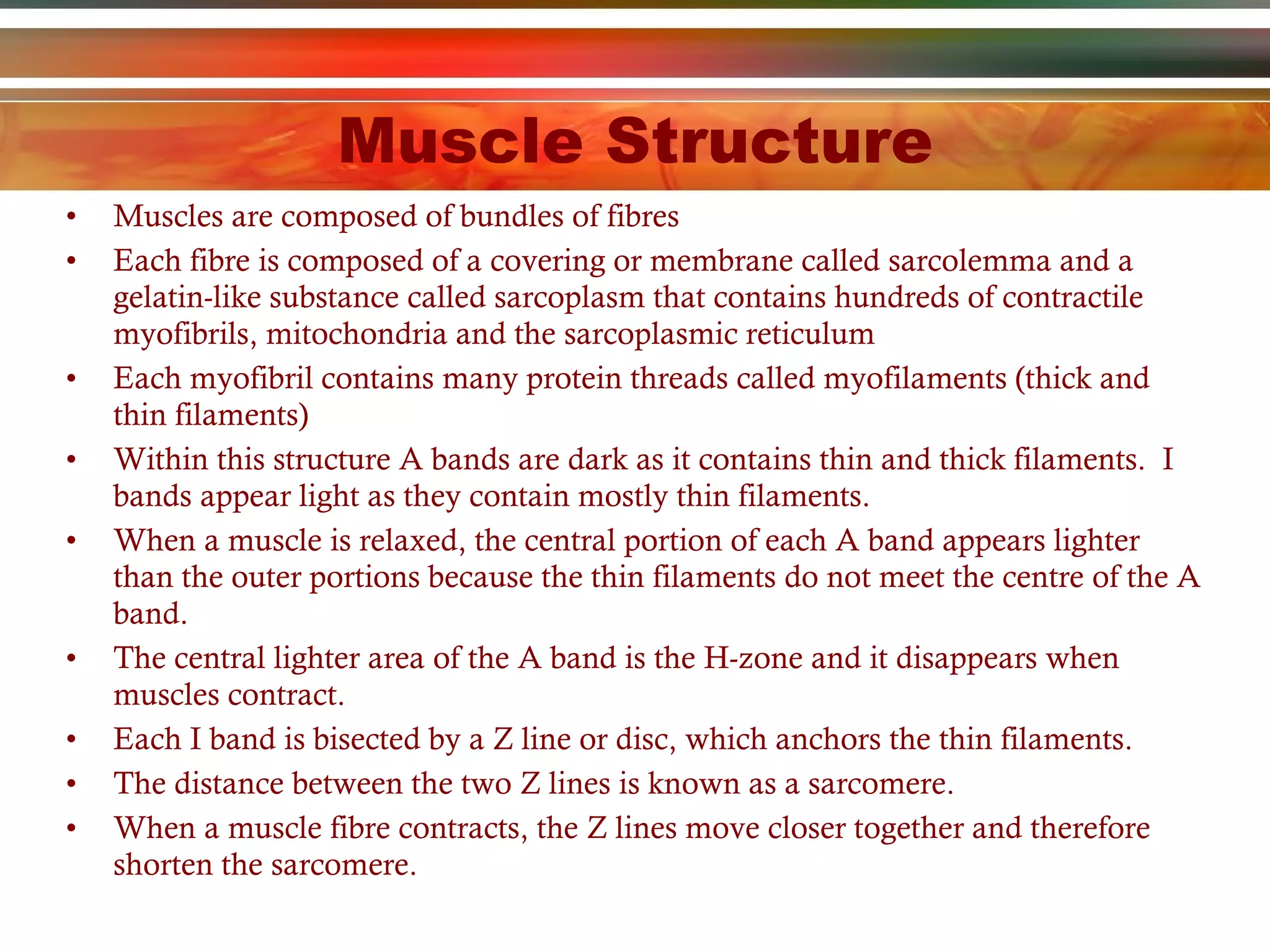 Muscle Structure Muscles are composed of bundles of fibres Each fibre is composed of a covering or membrane called sarcolemma and a gelatin-like substance called sarcoplasm that contains hundreds of contractile myofibrils, mitochondria and the sarcoplasmic reticulum Each myofibril contains many protein threads called myofilaments (thick and thin filaments) Within this structure A bands are dark as it contains thin and thick filaments.  I bands appear light as they contain mostly thin filaments. When a muscle is relaxed, the central portion of each A band appears lighter than the outer portions because the thin filaments do not meet the centre of the A band. The central lighter area of the A band is the H-zone and it disappears when muscles contract. Each I band is bisected by a Z line or disc, which anchors the thin filaments. The distance between the two Z lines is known as a sarcomere. When a muscle fibre contracts, the Z lines move closer together and therefore shorten the sarcomere. 