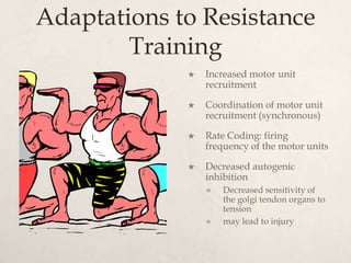 Adaptations to Resistance
Training
 Increased motor unit
recruitment
 Coordination of motor unit
recruitment (synchronous)
 Rate Coding: firing
frequency of the motor units
 Decreased autogenic
inhibition
 Decreased sensitivity of
the golgi tendon organs to
tension
 may lead to injury
 