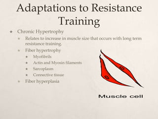 Adaptations to Resistance
Training
 Chronic Hypertrophy
 Relates to increase in muscle size that occurs with long term
resistance training.
 Fiber hypertrophy
 Myofibrils
 Actin and Myosin filaments
 Sarcoplasm
 Connective tissue
 Fiber hyperplasia
 