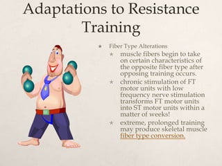 Adaptations to Resistance
Training
 Fiber Type Alterations
 muscle fibers begin to take
on certain characteristics of
the opposite fiber type after
opposing training occurs.
 chronic stimulation of FT
motor units with low
frequency nerve stimulation
transforms FT motor units
into ST motor units within a
matter of weeks!
 extreme, prolonged training
may produce skeletal muscle
fiber type conversion.
 