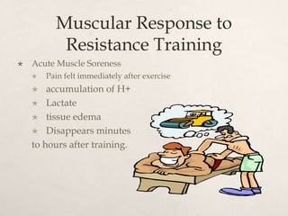 Muscular Response to
Resistance Training
 Acute Muscle Soreness
 Pain felt immediately after exercise
 accumulation of H+
 Lactate
 tissue edema
 Disappears minutes
to hours after training.
 