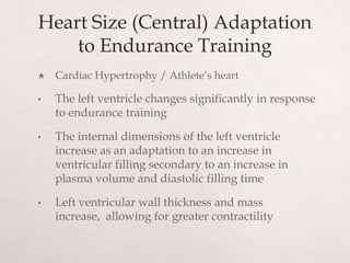Heart Size (Central) Adaptation
to Endurance Training
 Cardiac Hypertrophy / Athlete’s heart
• The left ventricle changes significantly in response
to endurance training
• The internal dimensions of the left ventricle
increase as an adaptation to an increase in
ventricular filling secondary to an increase in
plasma volume and diastolic filling time
• Left ventricular wall thickness and mass
increase, allowing for greater contractility
 