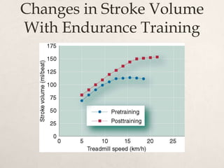 Changes in Stroke Volume
With Endurance Training
 