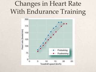 Changes in Heart Rate
With Endurance Training
 
