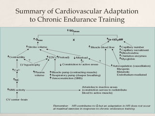 Summary of Cardiovascular Adaptation
to Chronic Endurance Training
 