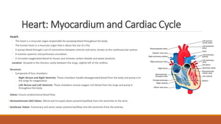Circulatory system changes during exercise | PDF