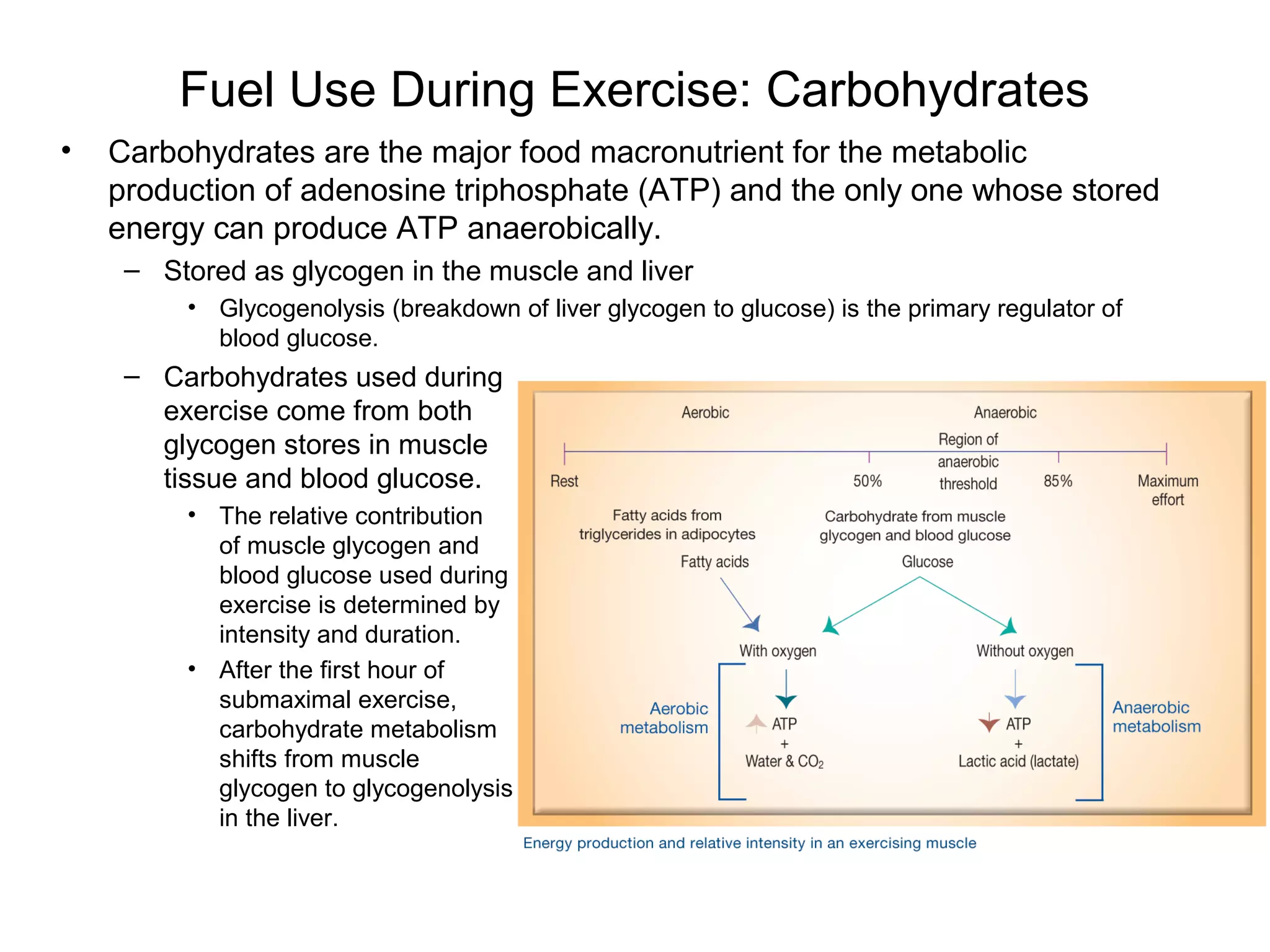 Fuel Use During Exercise: Carbohydrates
•   Carbohydrates are the major food macronutrient for the metabolic
    production of adenosine triphosphate (ATP) and the only one whose stored
    energy can produce ATP anaerobically.
     – Stored as glycogen in the muscle and liver
         • Glycogenolysis (breakdown of liver glycogen to glucose) is the primary regulator of
           blood glucose.
     – Carbohydrates used during
       exercise come from both
       glycogen stores in muscle
       tissue and blood glucose.
         • The relative contribution
           of muscle glycogen and
           blood glucose used during
           exercise is determined by
           intensity and duration.
         • After the first hour of
           submaximal exercise,
           carbohydrate metabolism
           shifts from muscle
           glycogen to glycogenolysis
           in the liver.
 