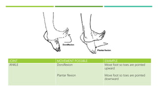 Rom Ankle Rotation Exercise & rom exercise | PPTX