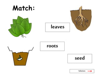 Match:
seed
roots
leaves
Solutions
 