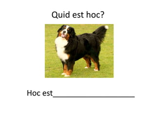 Quid est hoc?
Hoc est___________________
 