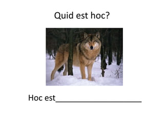 Quid est hoc?
Hoc est___________________
 