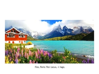 Flos, floris: flor. Lacus, -i: lago.
 