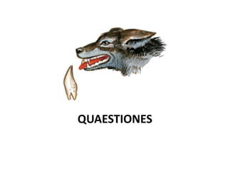 QUAESTIONES
 