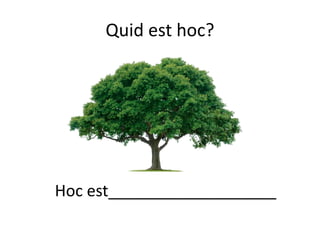 Quid est hoc?
Hoc est___________________
 