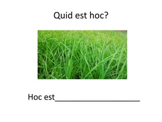 Quid est hoc?
Hoc est___________________
 