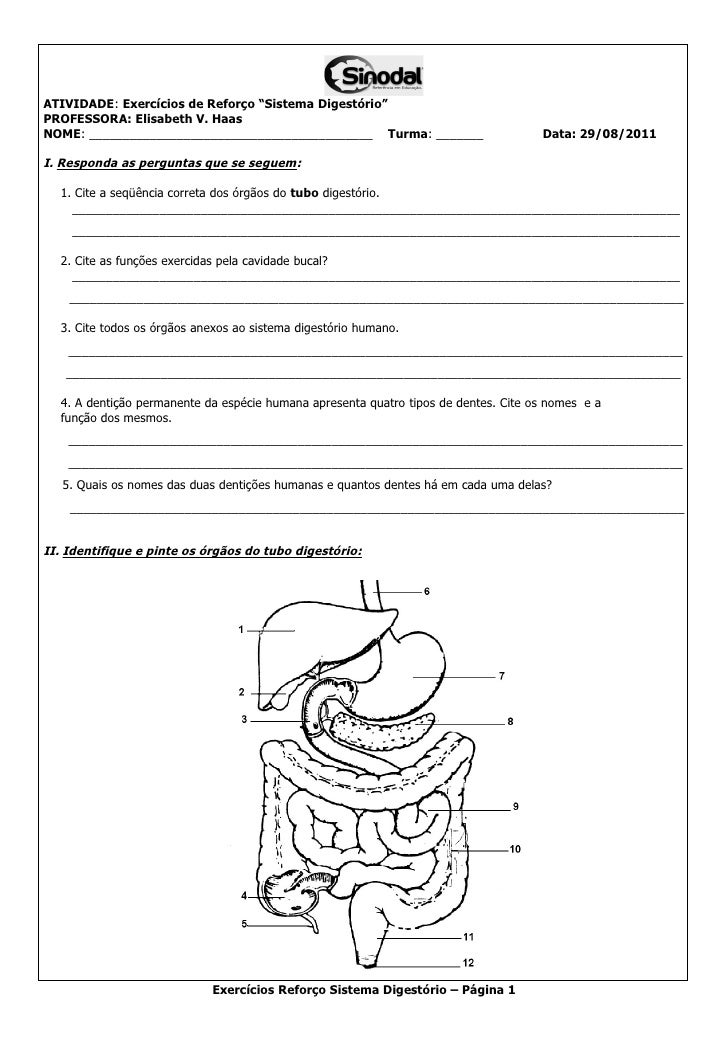 Questões Sobre Sistema Digestório 8o Ano Com Gabarito