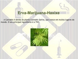 Erva-Marijuana-Haxixe       A Cannabis é obtida da planta  Cannabis Sativa , que cresce em muitos lugares do mundo. O seu principal ingrediente é o THC.  