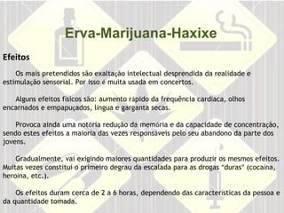 Efeitos   Erva-Marijuana-Haxixe Os mais pretendidos são exalta ç ão intelectual desprendida da realidade e estimula ç ão sensorial. Por isso  é  muita usada em concertos.    Alguns efeitos f í sicos são: aumento r á pido da frequência card í aca, olhos encarnados e empapu ç ados, l í ngua e garganta secas.    Provoca ainda uma not ó ria redu ç ão da mem ó ria e da capacidade de concentra ç ão, sendo estes efeitos a maioria das vezes respons á veis pelo seu abandono da parte dos jovens.    Gradualmente, vai exigindo maiores quantidades para produzir os mesmos efeitos. Muitas vezes constitui o primeiro degrau da escalada para as drogas  “ duras ”  (coca í na, hero í na, etc.).    Os efeitos duram cerca de 2 a 6 horas, dependendo das caracter í sticas da pessoa e da quantidade tomada. 