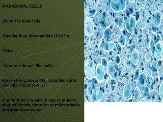 -PARABASAL CELLS
-Round to oval cells
-Smaller than intermediate (15-25 u)
-Thick
-“sunny-side up” like cells
-Have strong basophilc cytoplasm and
vesicular nucei (6-9 u )
-Found from 2 weeks of age to puberty,
after childbirth, abortion or miscarriages
and after menopause.
 