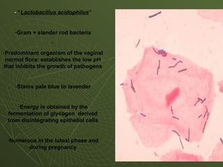 - “Lactobacillus acidophilus”
-Gram + slender rod bacteria
-
-Predominant organism of the vaginal
normal flora: establishes the low pH
that inhibits the growth of pathogens
-Stains pale blue to lavender
-Energy is obtained by the
fermentation of glycogen derived
from disintegrating epithelial cells
-Numerous in the luteal phase and
during pregnancy
 